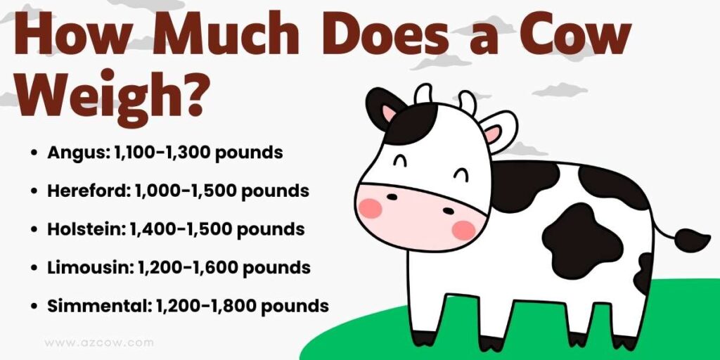 How Much Does a Cow Weigh in Pounds