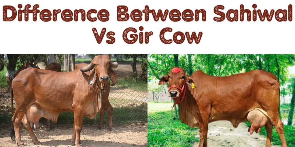 Sahiwal Cow vs Gir Cow